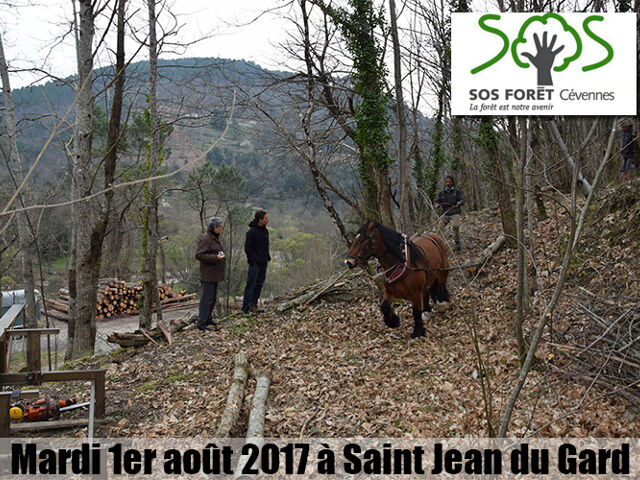 SOS forêt du sud