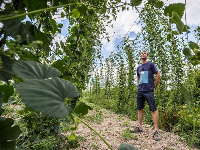 Le champ du houblon