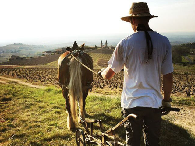 Domaine viticole Famille Renard