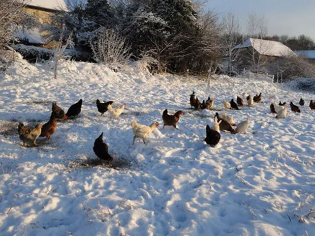 Ferme d'Uzelle