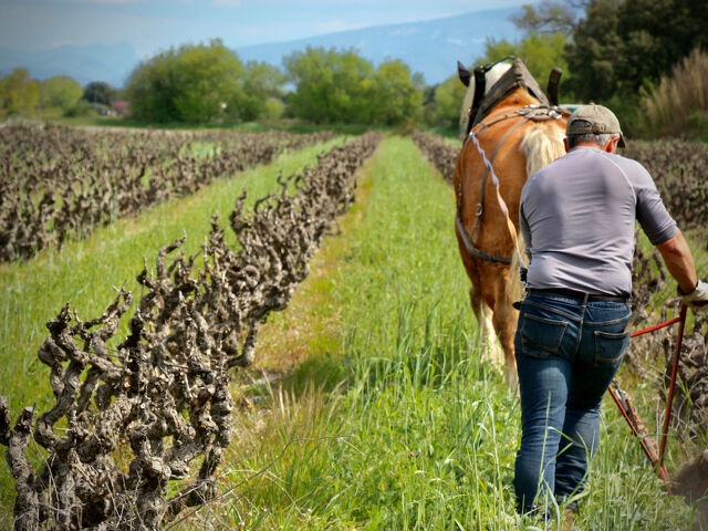 Le vignoble de Justine